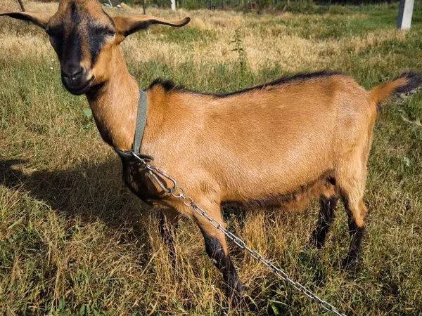 Jarac, Nubian Goat