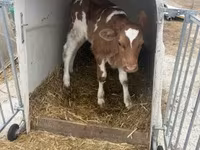 วัวตัวผู้, Simmental cattle — รูปภาพ 2