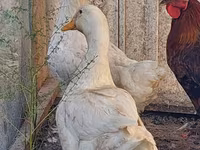 Chickens — foto 4
