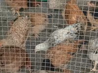 Chickens — عکس 6