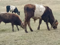 Skot (série, pohlaví neuvedeno), Swiss cattle — foto 6
