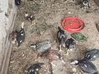 Chickens — الصورة 7
