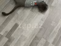 Shotland dişi — fotografija 1