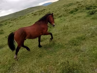Faras, Kazakh horse — sawirka 1