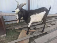 ወንድ ፍየል, Goats — ፎቶ 5