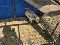 马来斗鸡 — 照片 4