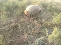 Ido, Sheep — sawirka 1