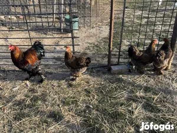 Brahma