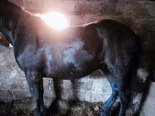 말(암수 미지정, 묶음), Horse breed