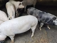 Babi betina, Макстер — foto 3