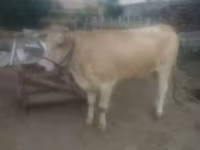 گاو ماده, نژاد آلتائو — عکس 4