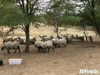 Kambing jantan, Goats — foto 7