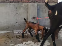 بز ماده, Beetal goats — عکس 5