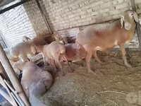 Beran, Arashan sheep — foto 6