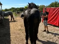 수말, Percheron — 사진 3