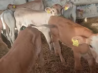 ثور, Simmental cattle — الصورة 2