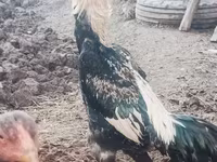 Chickens — foto 1
