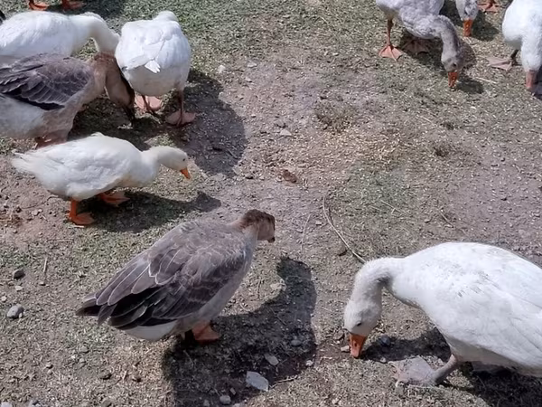 Geese
