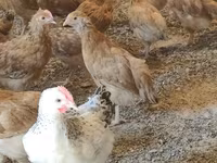 Chickens — புகைப்படம் 5