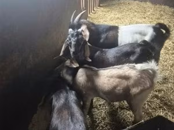 بز نر, Nubian Goat