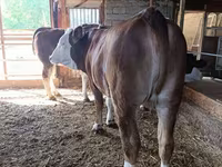 Үнээ, Latvian Blue cattle — 3 зураг
