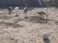 Turkeys — foto 4
