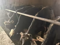 วัวตัวผู้, Swiss cattle — รูปภาพ 3