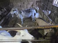 Ri’ dhaddig, Saanen goat — sawirka 1