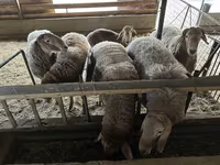 Bélier, Rhon sheep — photo 4