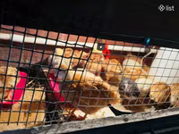 Chickens — fotografija 4