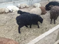 Sheep, Sheep — photo 2