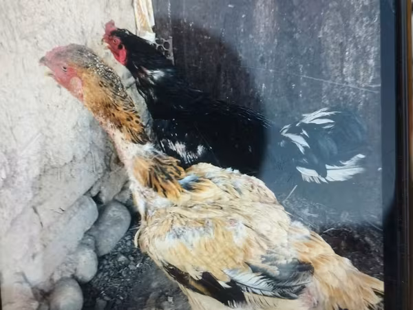 Japanisches Bantam