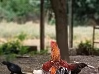 Chickens — zdjęcie 2