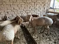 Cừu đực, Rhon sheep — ảnh 1