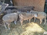 Κριός, Ile-de-France sheep — φωτογραφία 6