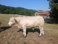 ወንድ በሬ, Charolais cattle — ፎቶ 5