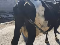 ላም, Holstein breed — ፎቶ 7
