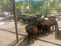 Kambing jantan, Sheep — foto 1