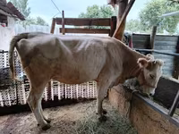 Mucca, Simmental cattle — foto 1