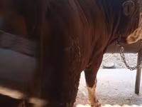 Tyre, Simmental cattle — foto 1