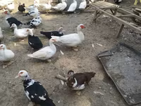 Ducks — fotografija 6