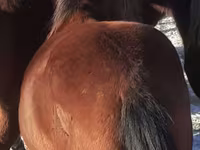 Lovak (tétel, nem megadva), Horse breed — 4. fotó