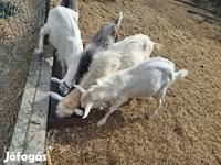बकरा, Saanen goat — फ़ोटो 3