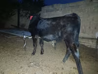 گاو نر, گاو — عکس 2