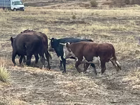 گاو نر, Swiss cattle — عکس 8