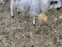 میش, Dorper sheep — عکس 3
