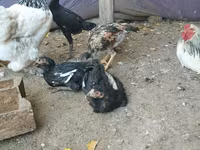 Brahma — photo 4