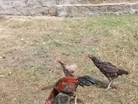 Chickens — foto 5