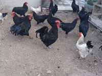Chickens — акс 3