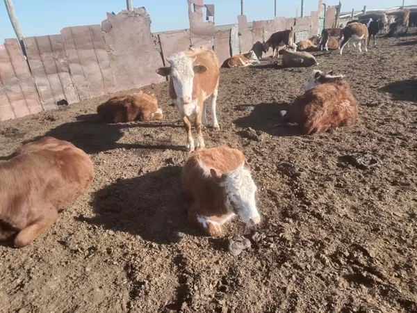 암소, Latvian Blue cattle